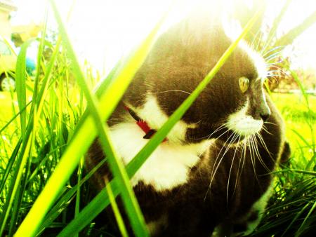 chaton d'amour...