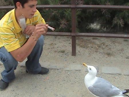 comment appater un goeland...